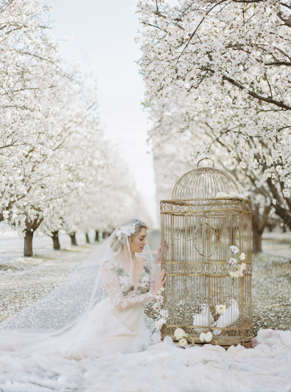 Primavera and Chantilly in Bloom