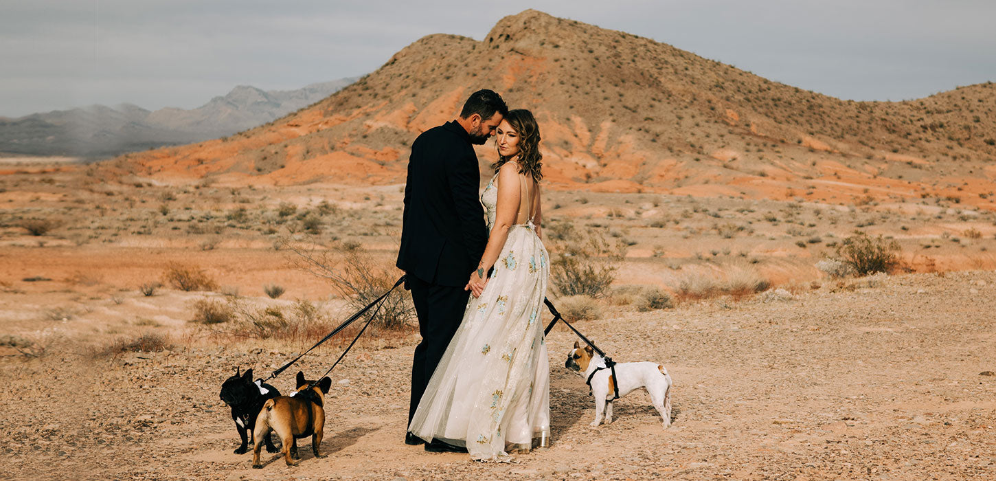 Butterflies in the Desert